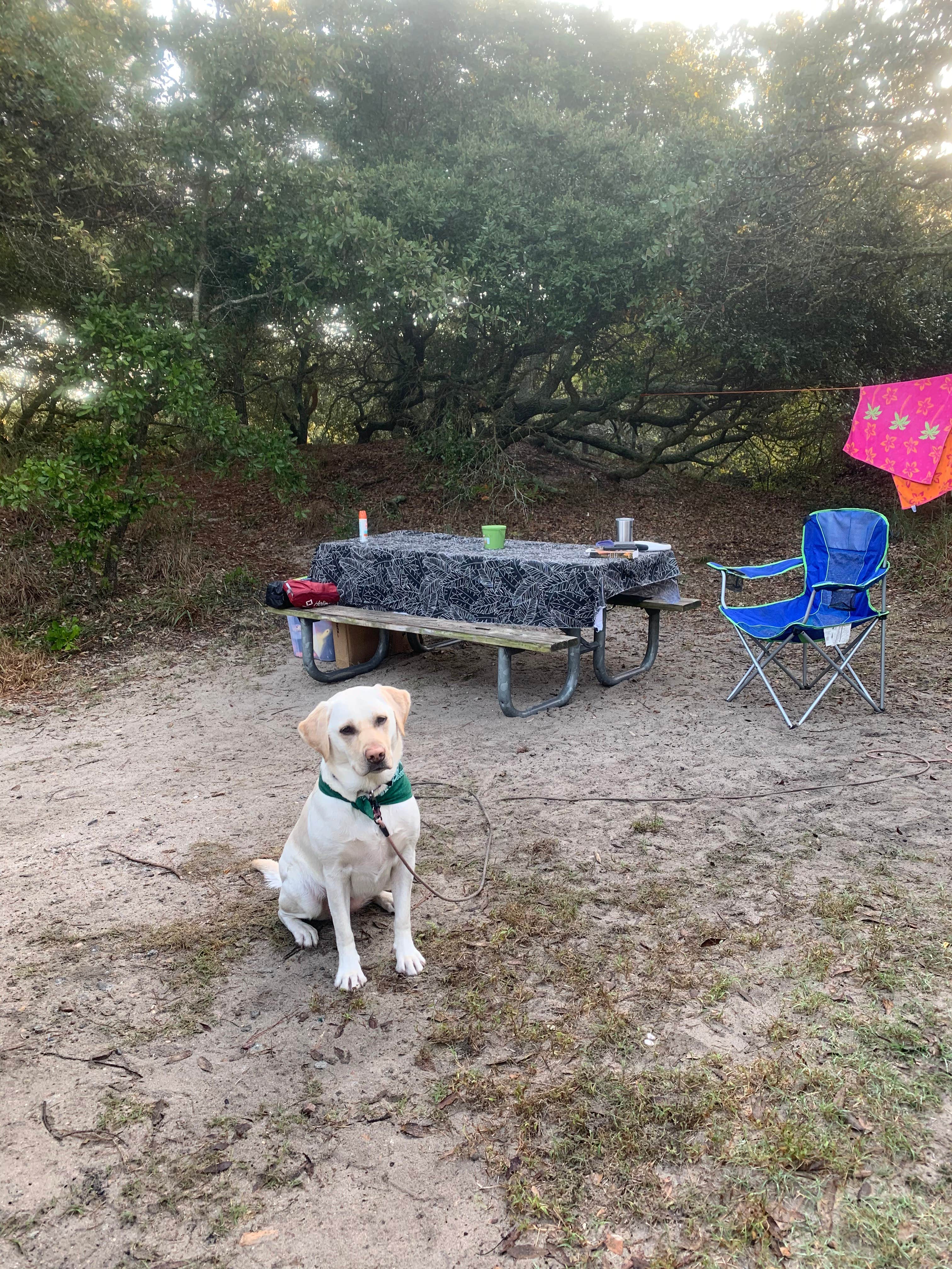 Gary G.'s photo of camping with pets at First Landing State Park Campground near Sunbury, NC