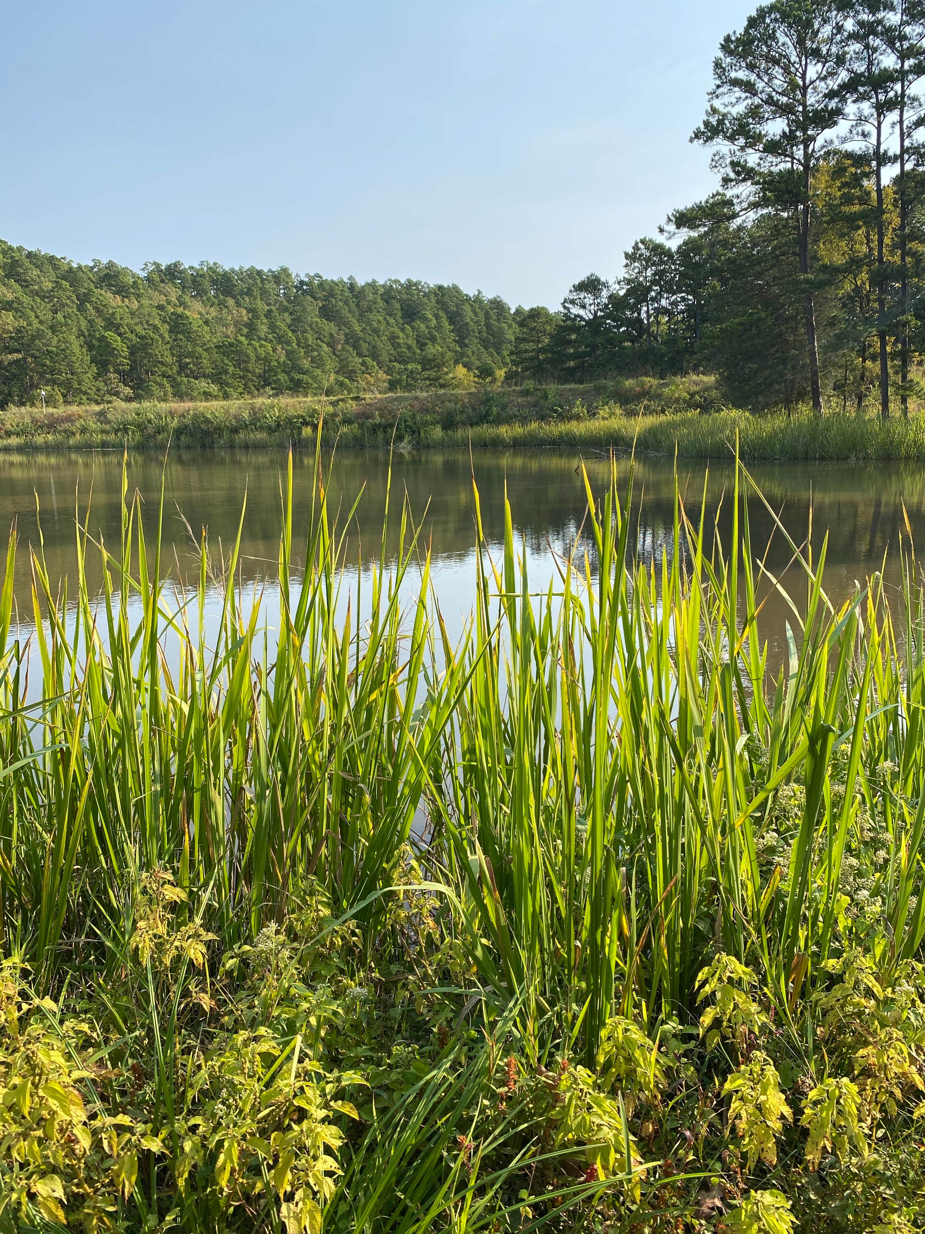 Camper submitted image from Cedar Lake Equestrian Campground - 5