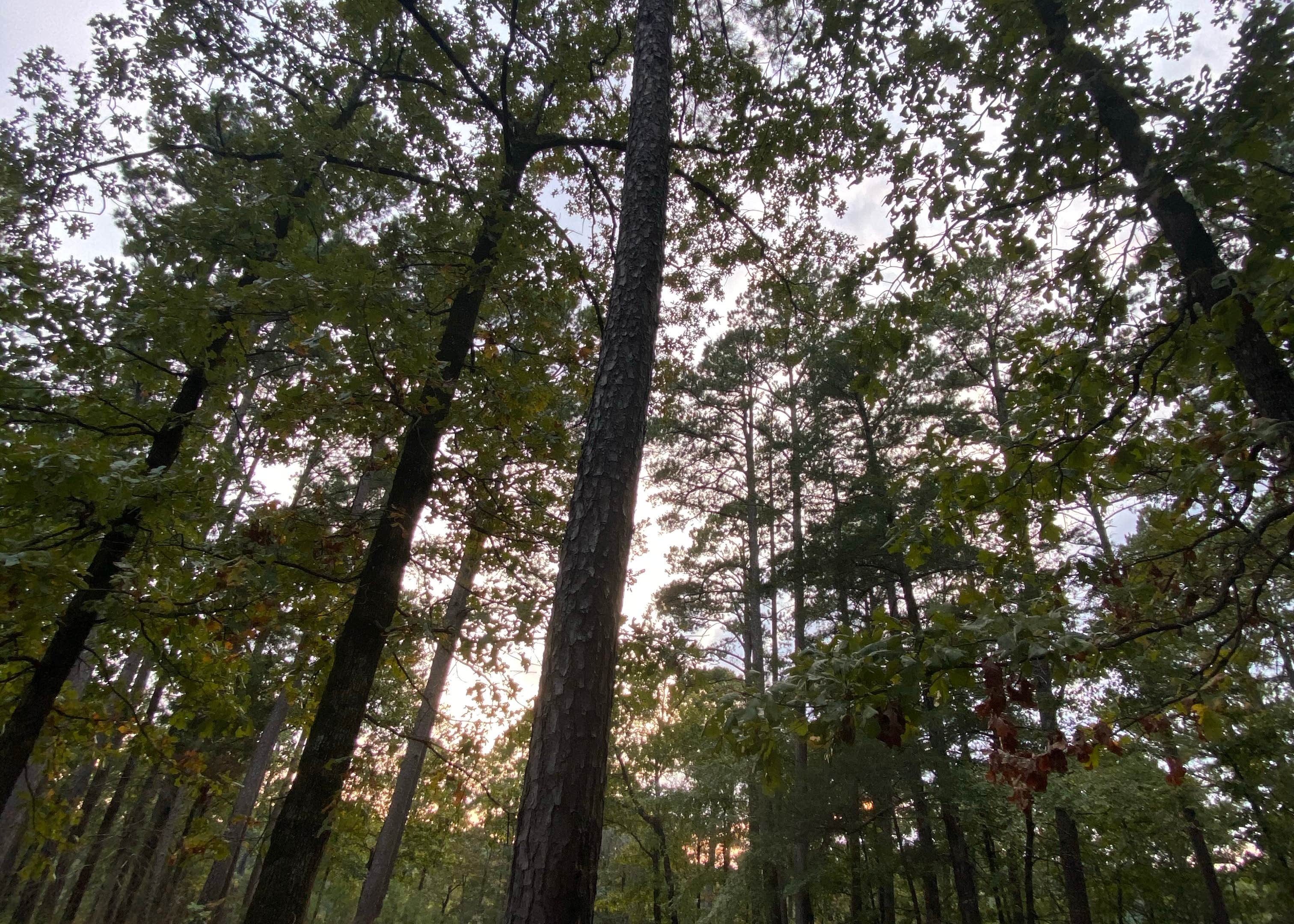 Cedar Lake Equestrian Campground Camping 