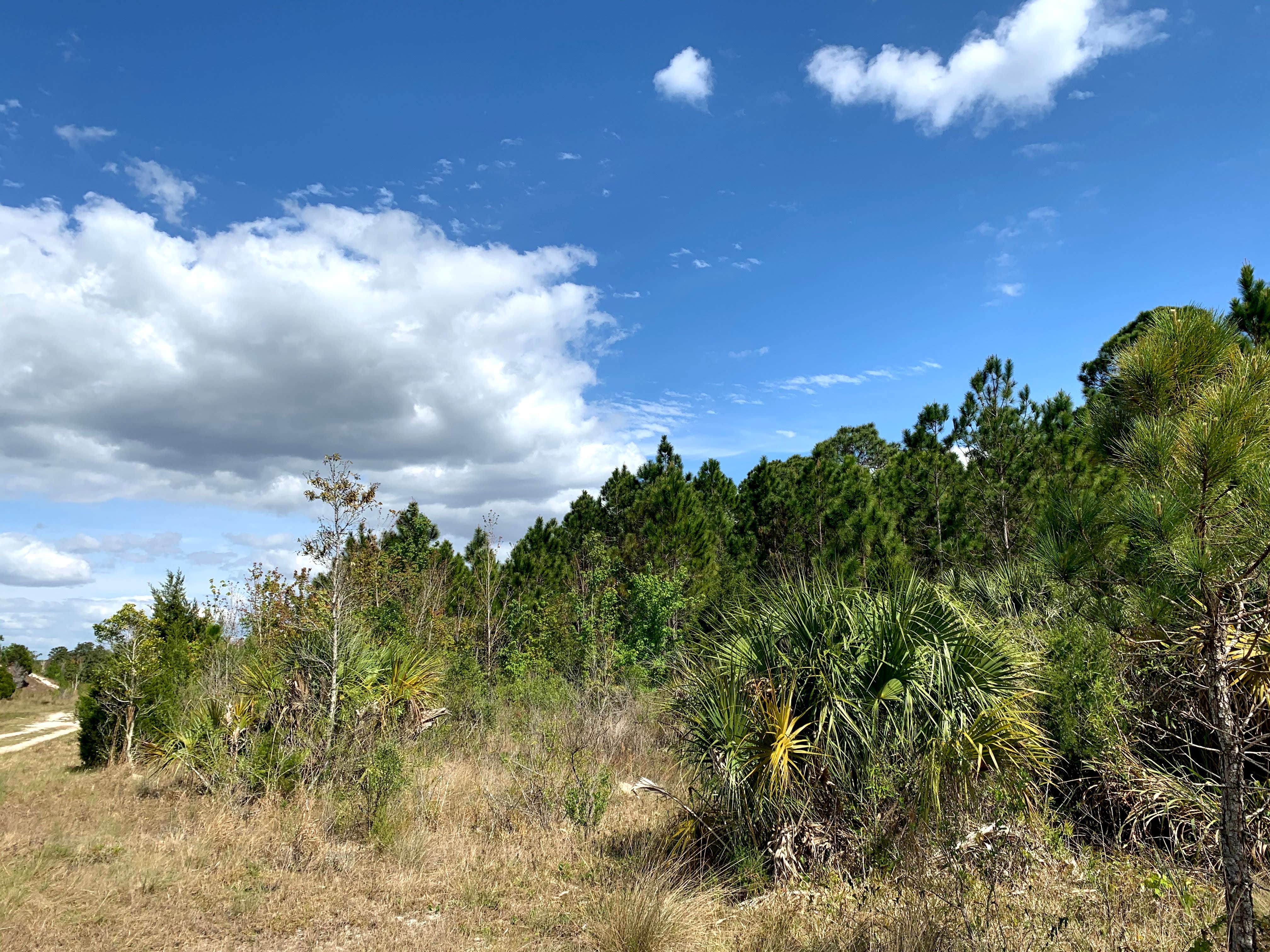 Camper-submitted photo at Chief Aripeka Travel Park near Aripeka, FL