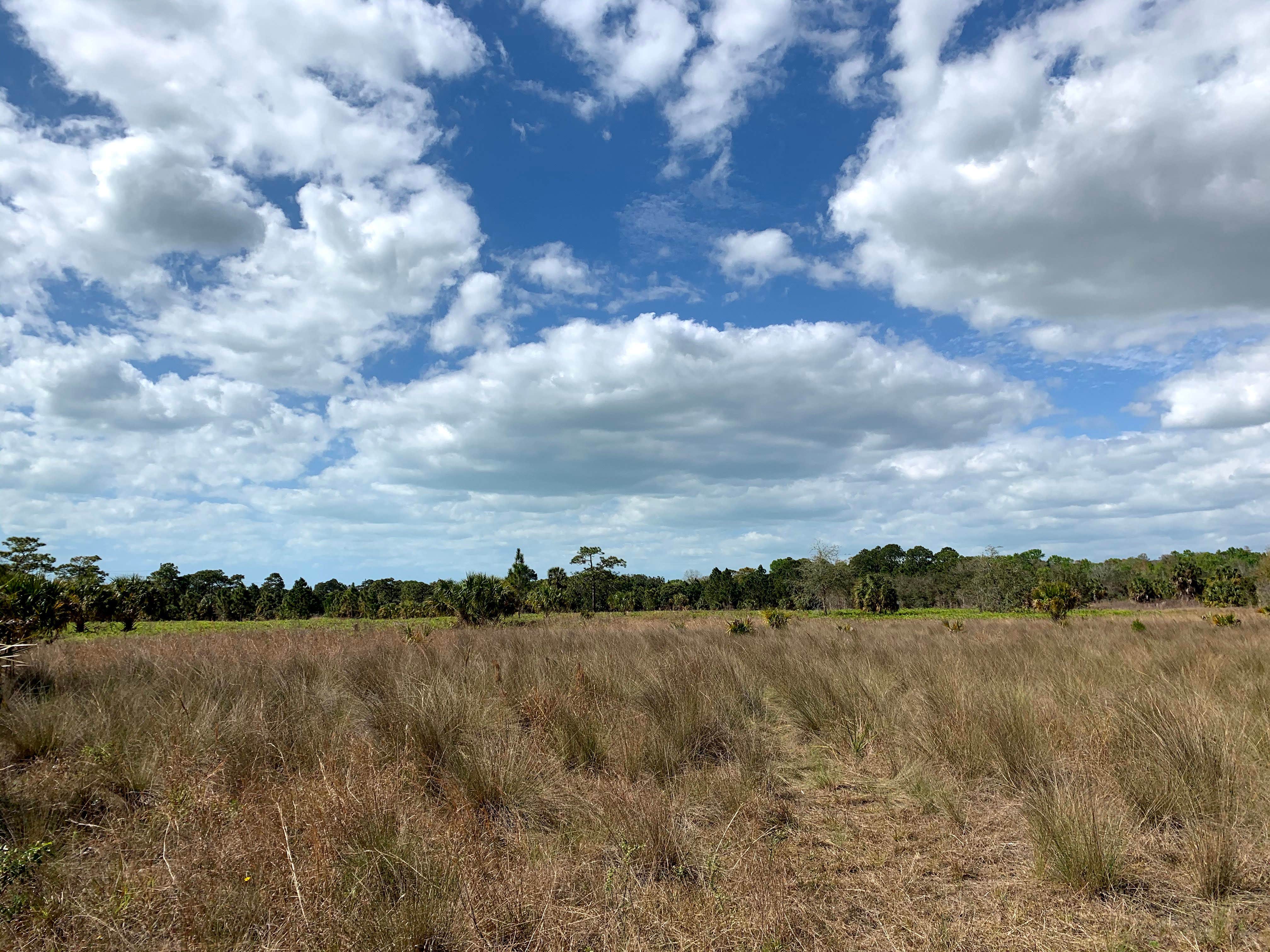 Camper-submitted photo at Chief Aripeka Travel Park near Aripeka, FL