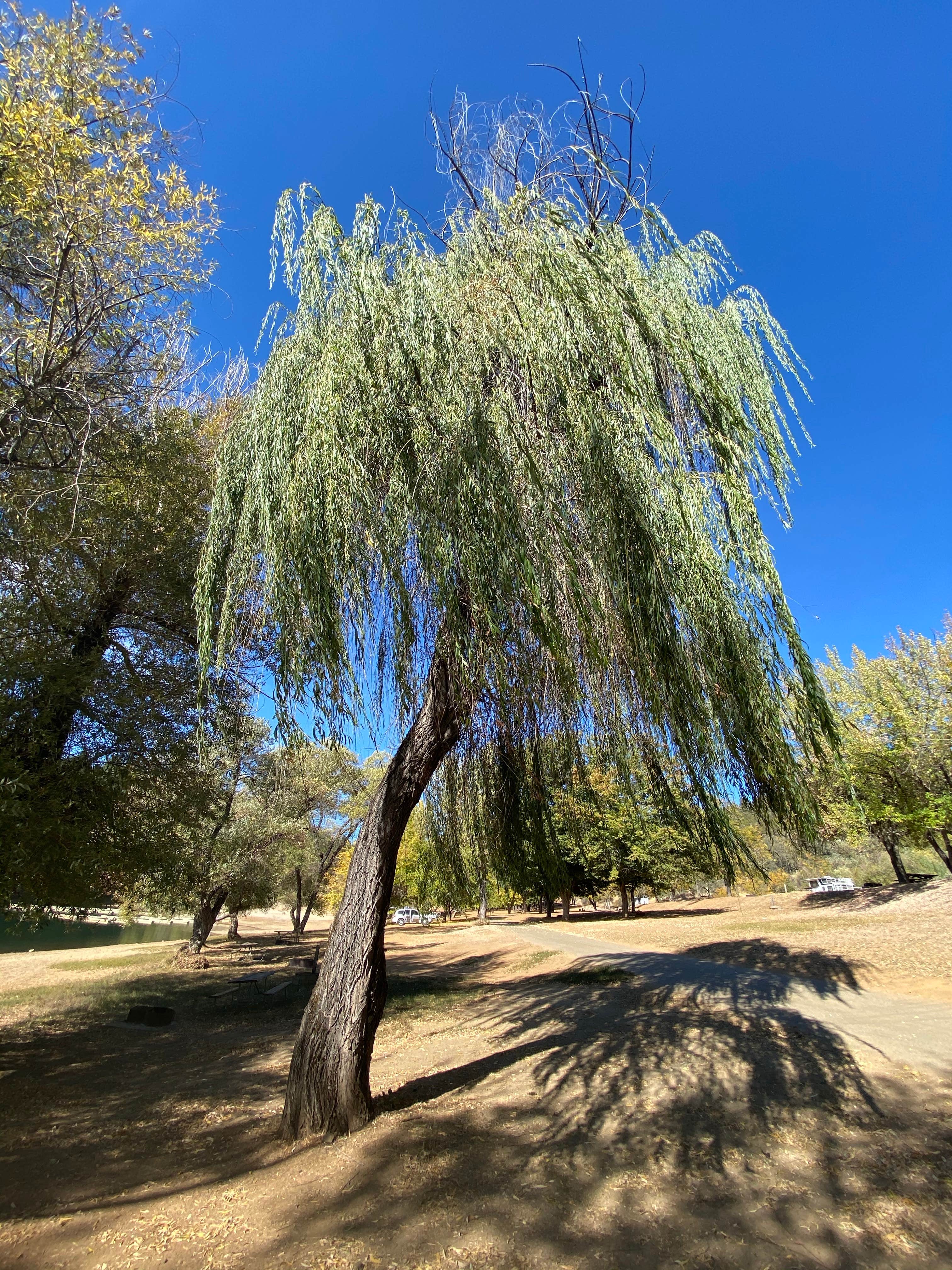 Camper-submitted photo at Greenhorn Campground near Gold Run, CA