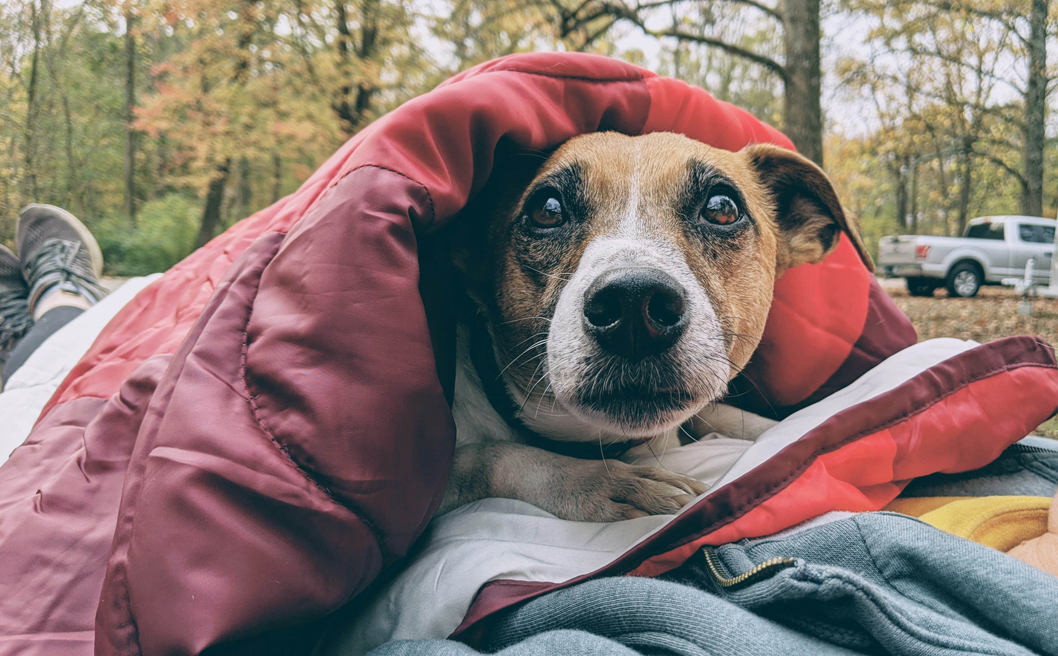 Brady R.'s photo of camping with pets at Whitewater Memorial State Park Campground near Hamilton, OH