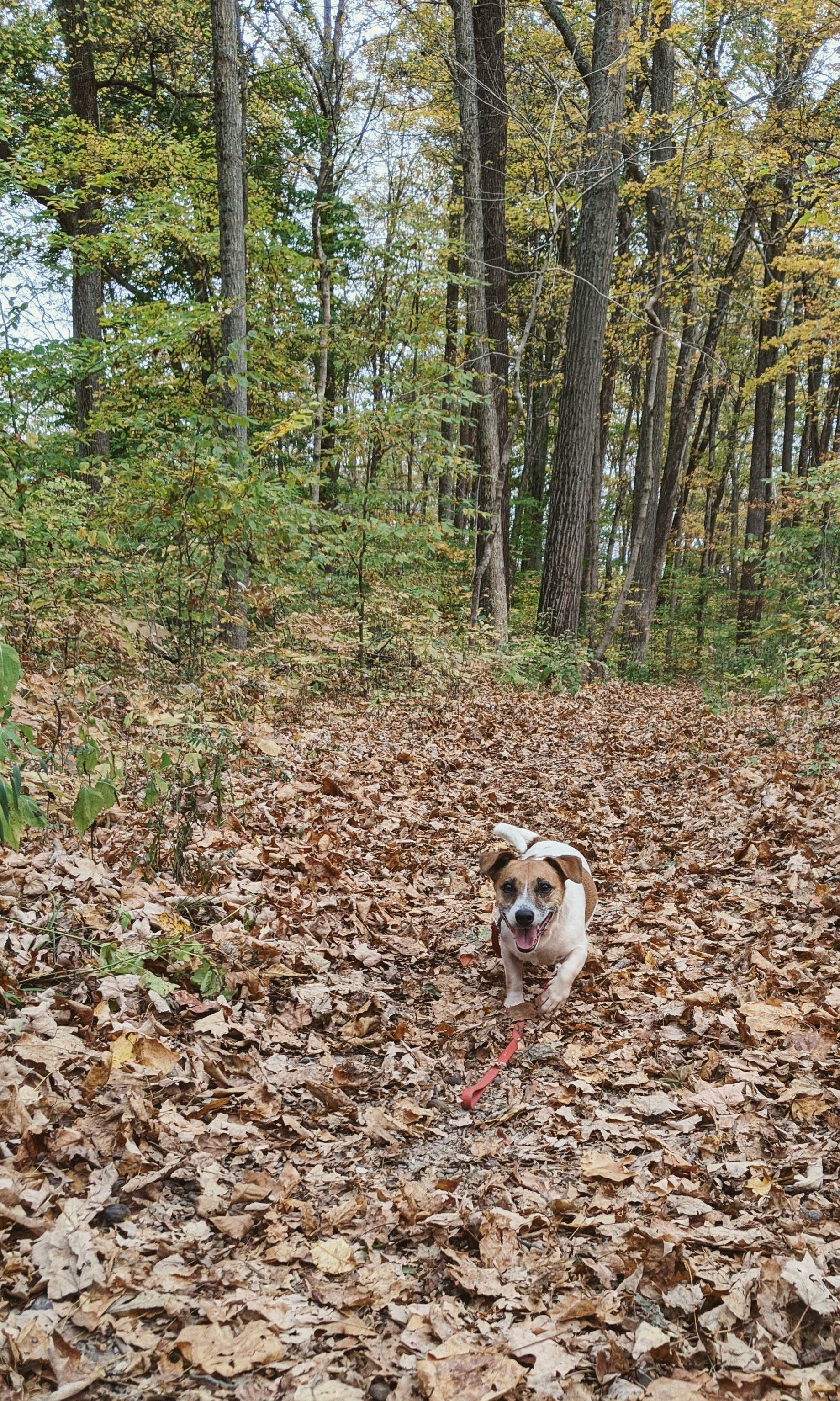 Brady R.'s photo of camping with pets at Whitewater Memorial State Park Campground near Ross, OH