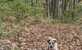 Brady R.'s photo of camping with pets at Whitewater Memorial State Park Campground near New Castle, IN