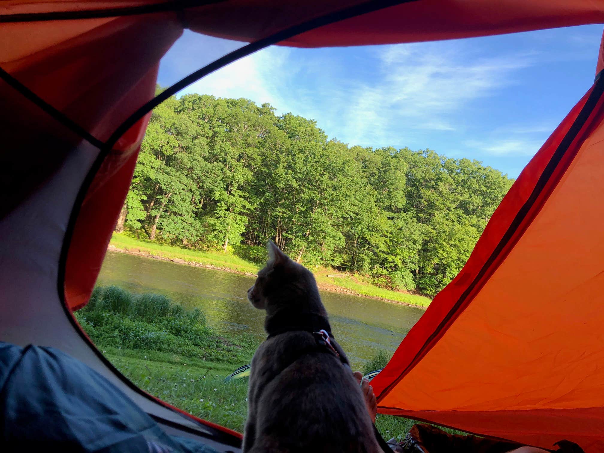 Britt B.'s photo of camping with pets at Clear Creek State Park Campground near Clearfield, PA