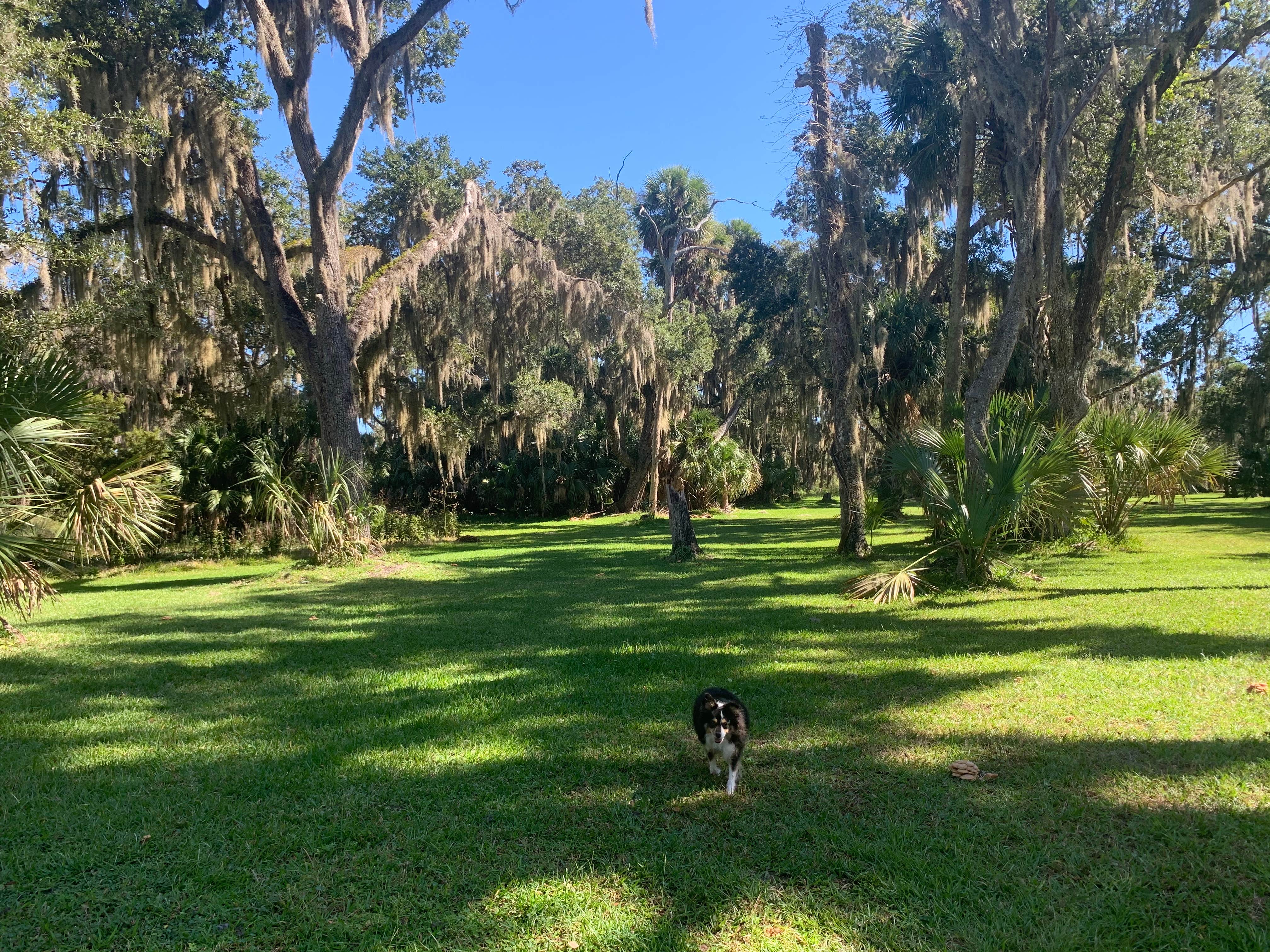 Taylor's photo of camping with pets at Princess Place Preserve near Ormond Beach, FL