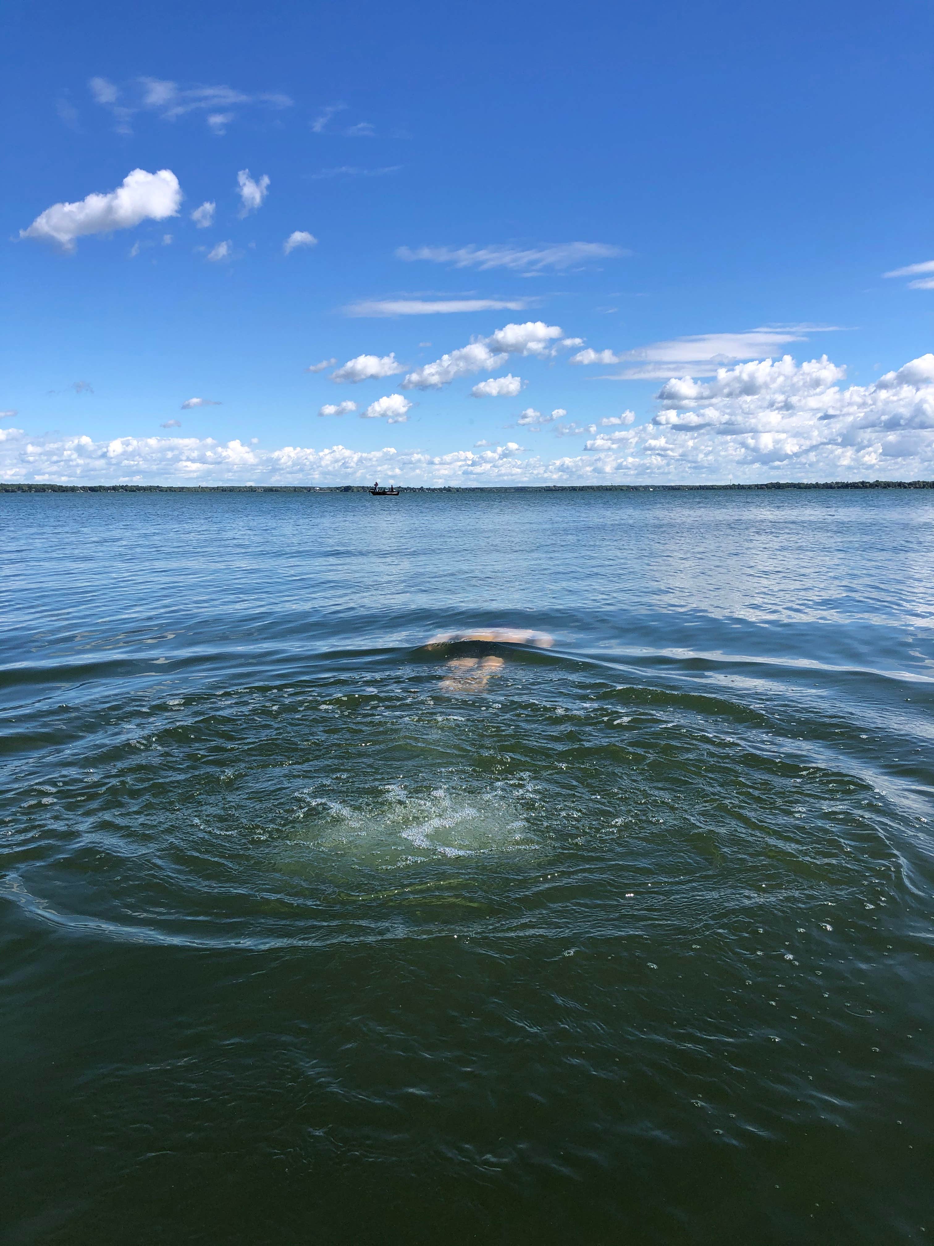 Camper submitted image from Long Point State Park - Thousand Islands - 3