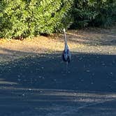 Review photo of Cattail Cove State Park Campground by RichMichelle M., October 27, 2020