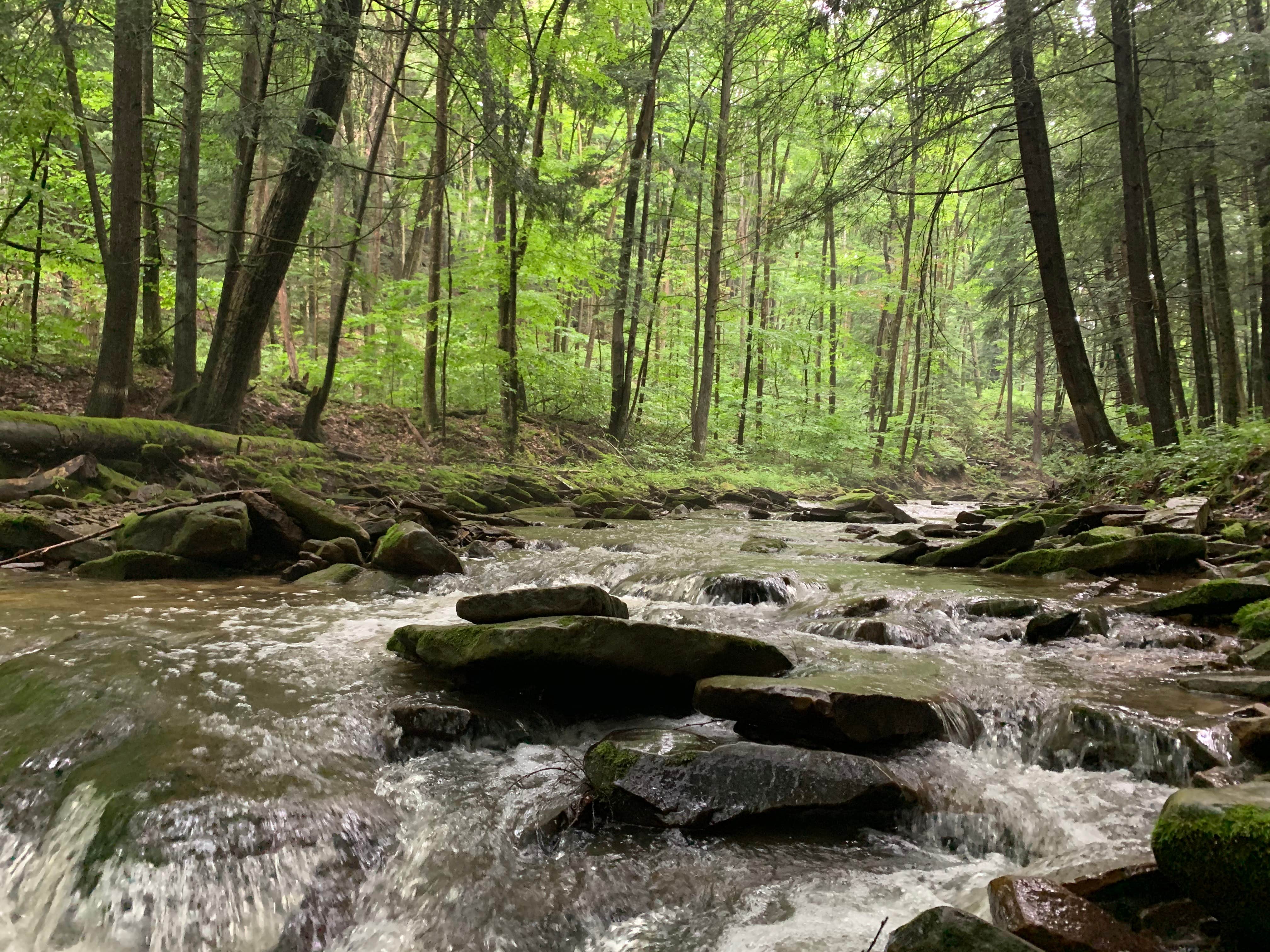 Camper submitted image from Wolfkiel Run Shelters — Oil Creek State Park - 2