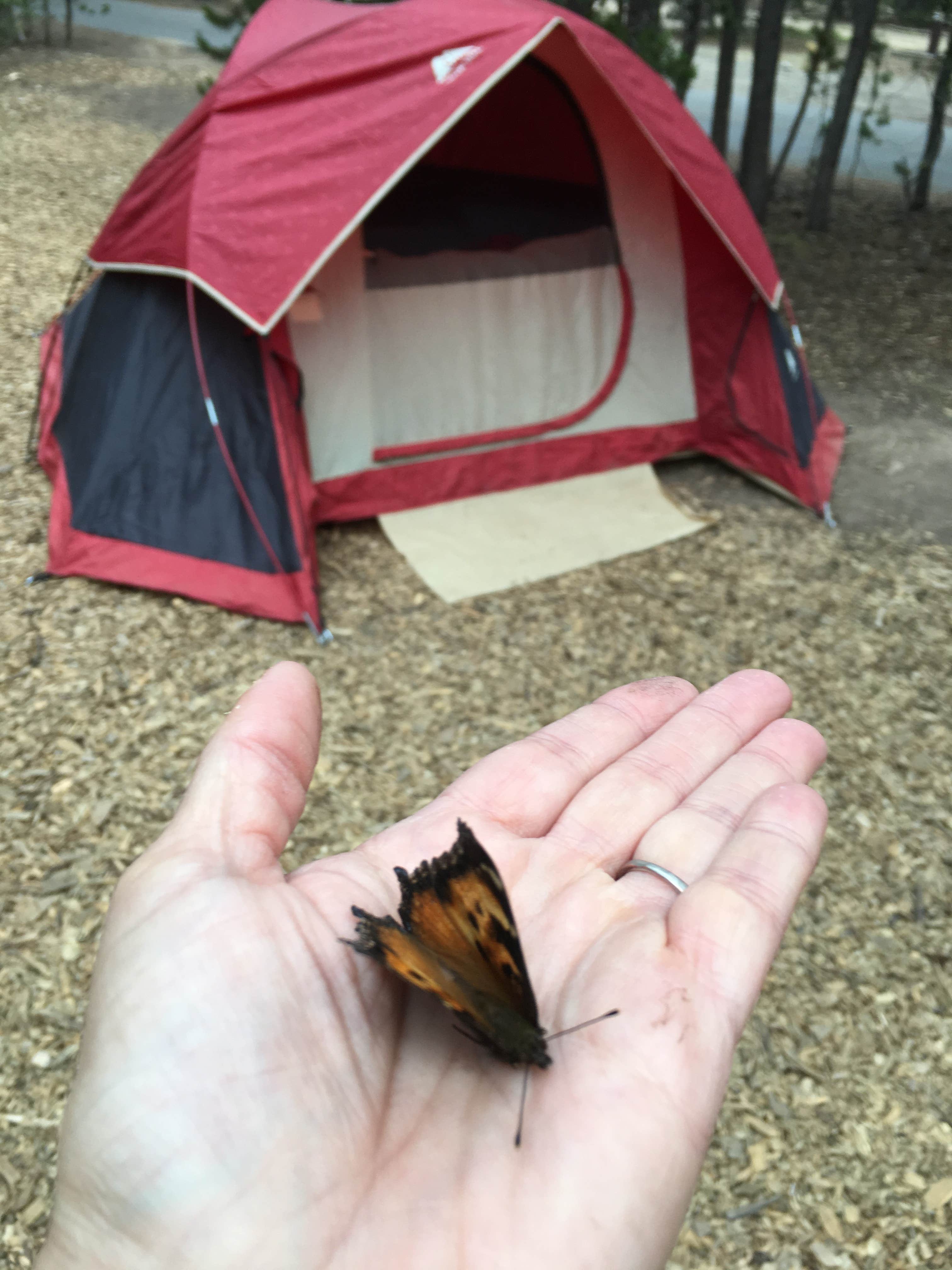 Linda P.'s photo at Paulina Lake Campground near La Pine, OR