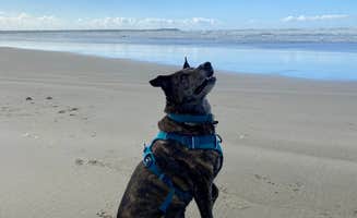 Sarah S.'s photo of camping with pets at Barview Jetty County Campground in Oregon