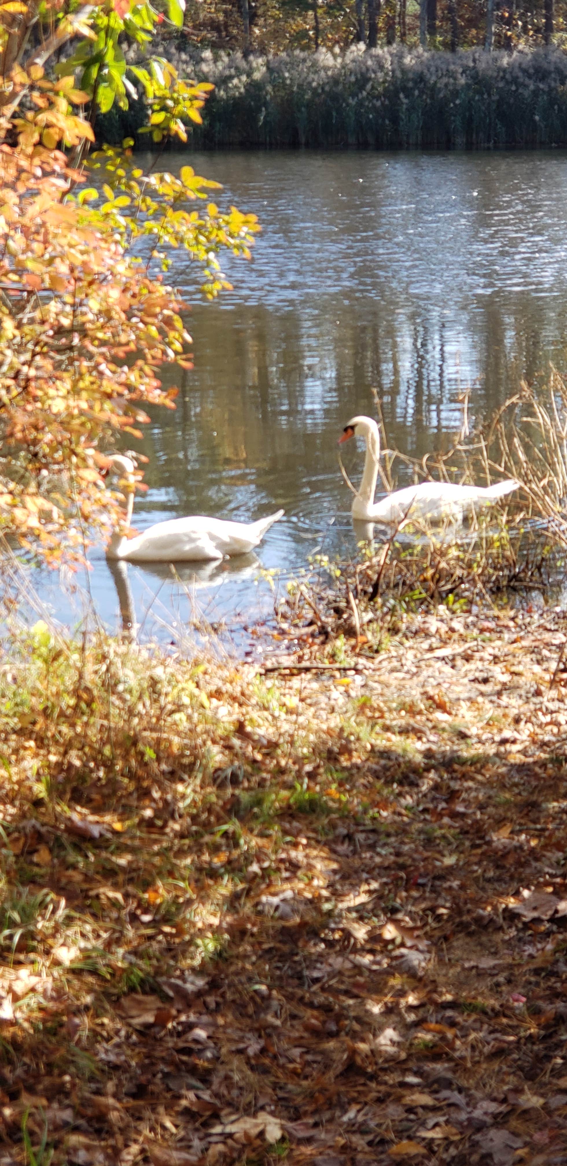 Camper submitted image from Parvin State Park Campground - 5