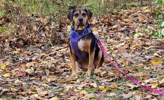 John S.'s photo of camping with pets at Nockamixon State Park Cabins near Maple Glen, PA