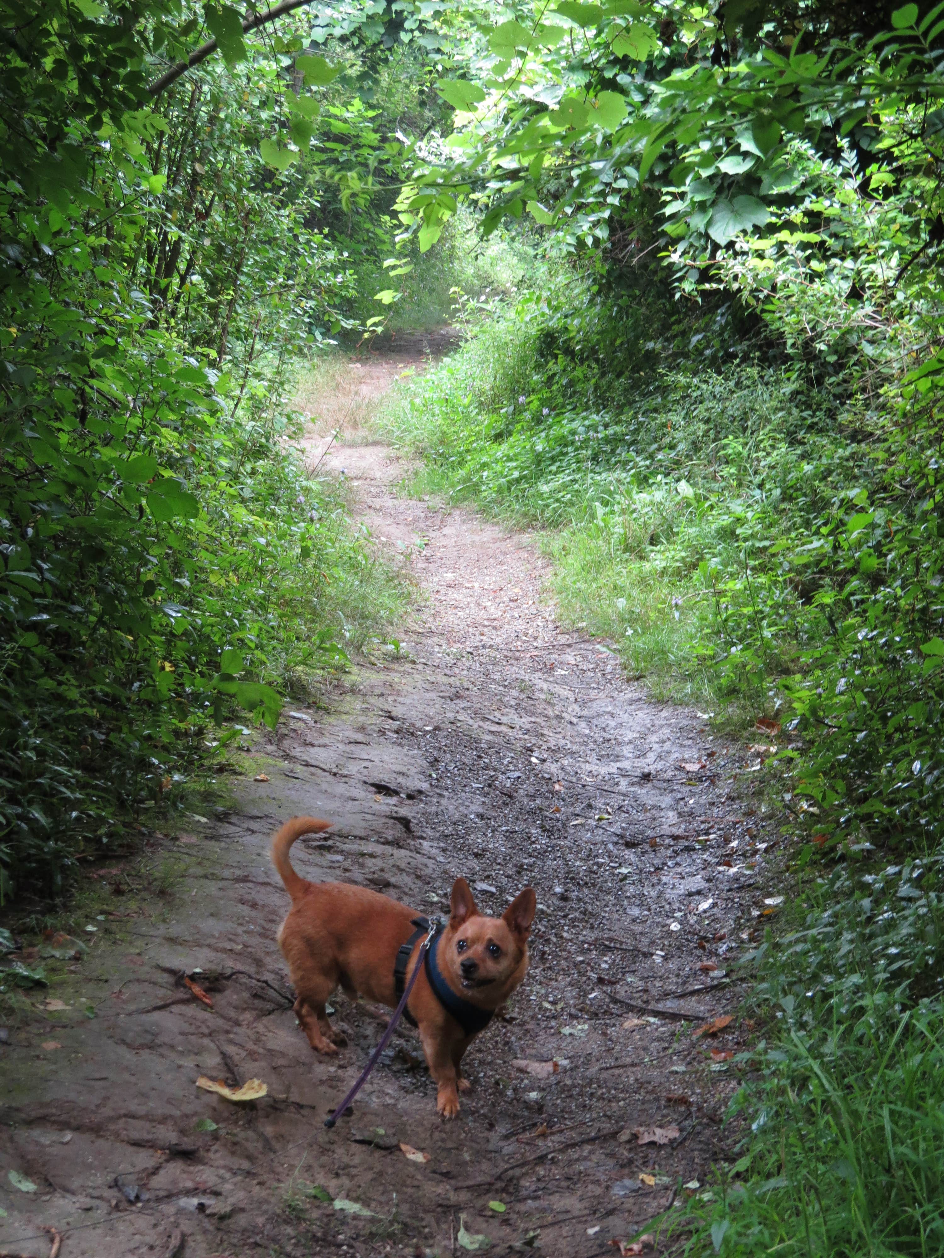 Micky M.'s photo of camping with pets at Dunewood Campground — Indiana Dunes National Park near Chicago, IL