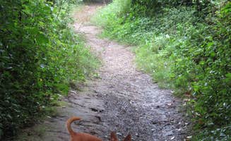 Micky M.'s photo of camping with pets at Dunewood Campground — Indiana Dunes National Park near Lake Village, IN