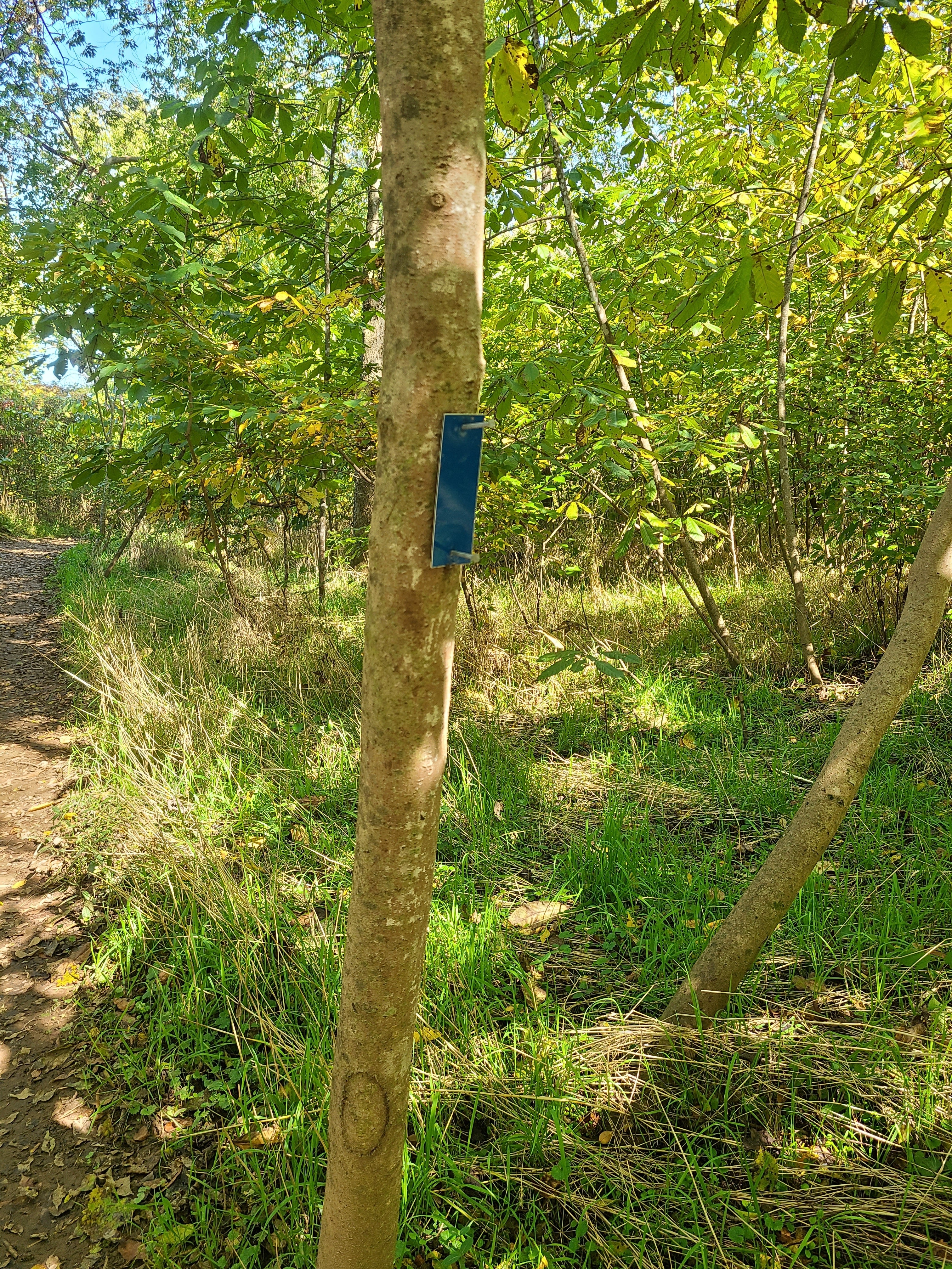 They marked their trees according to the designated paths.