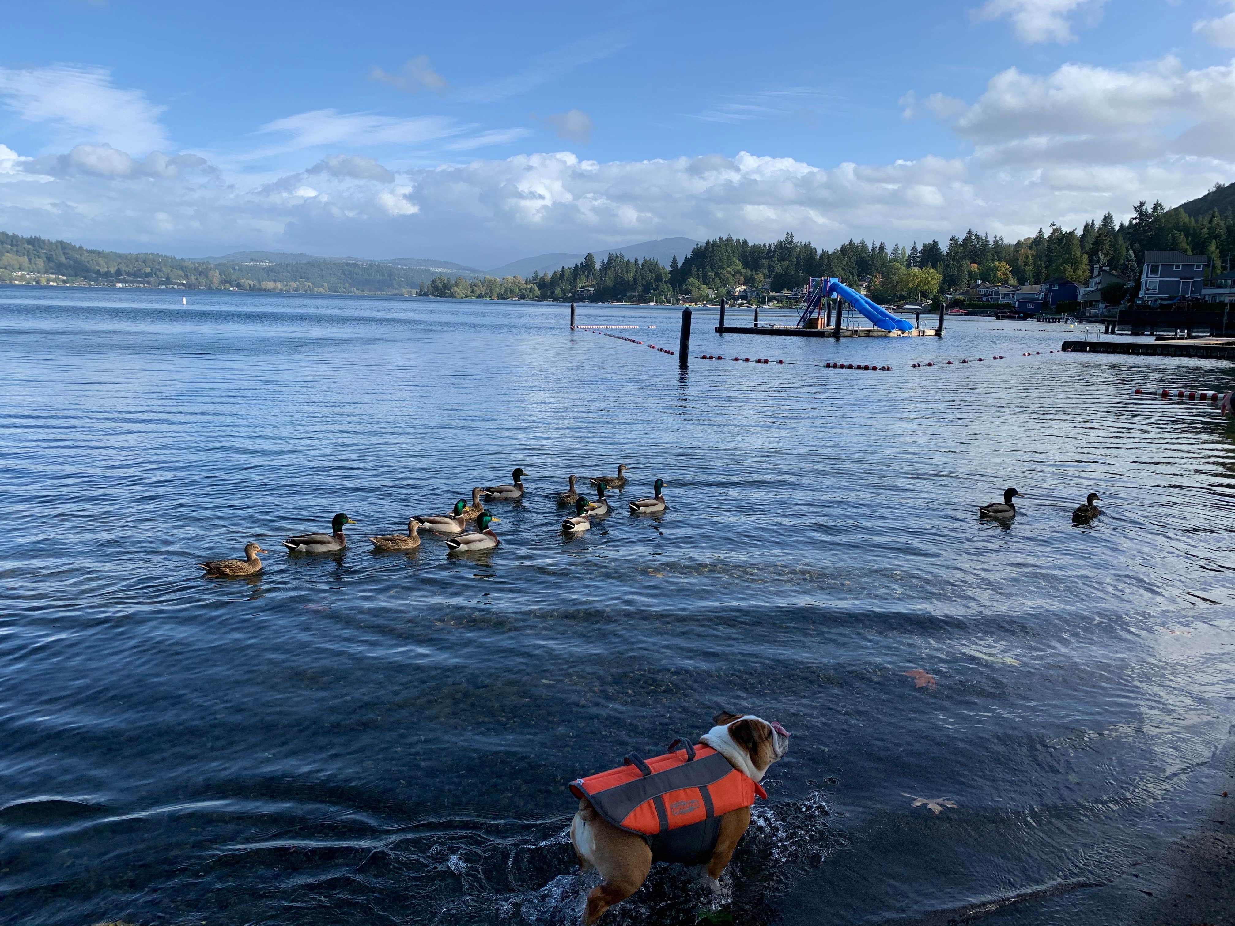 Camper-submitted photo at Vasa Park Resort near Normandy Park, WA