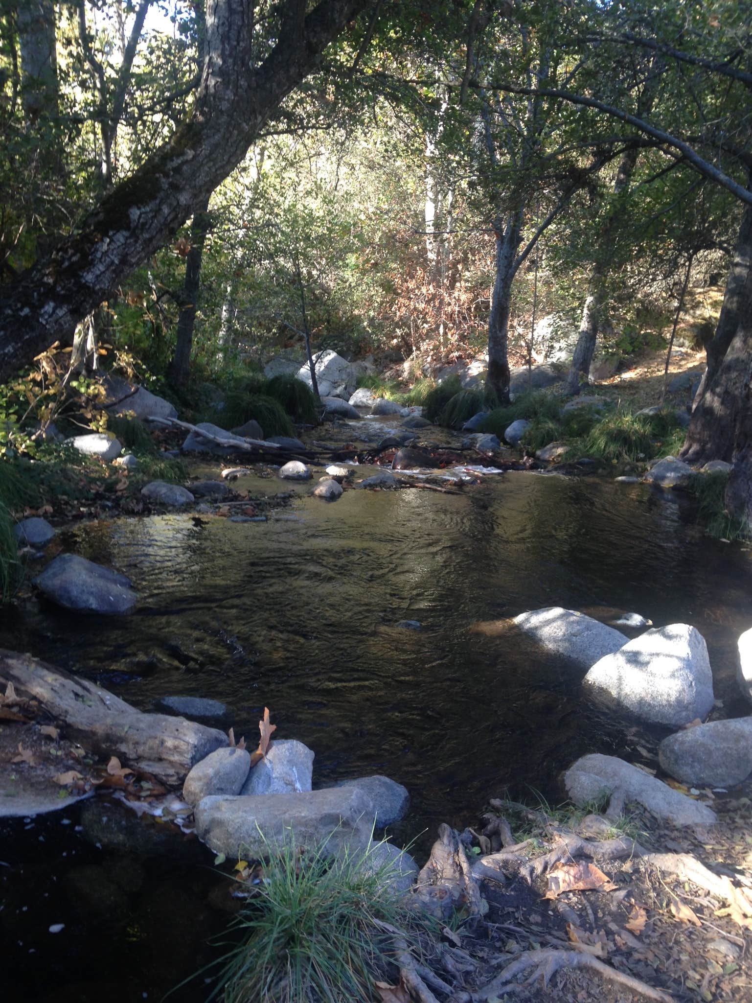 Camper submitted image from Leavis Flat Campground - 5