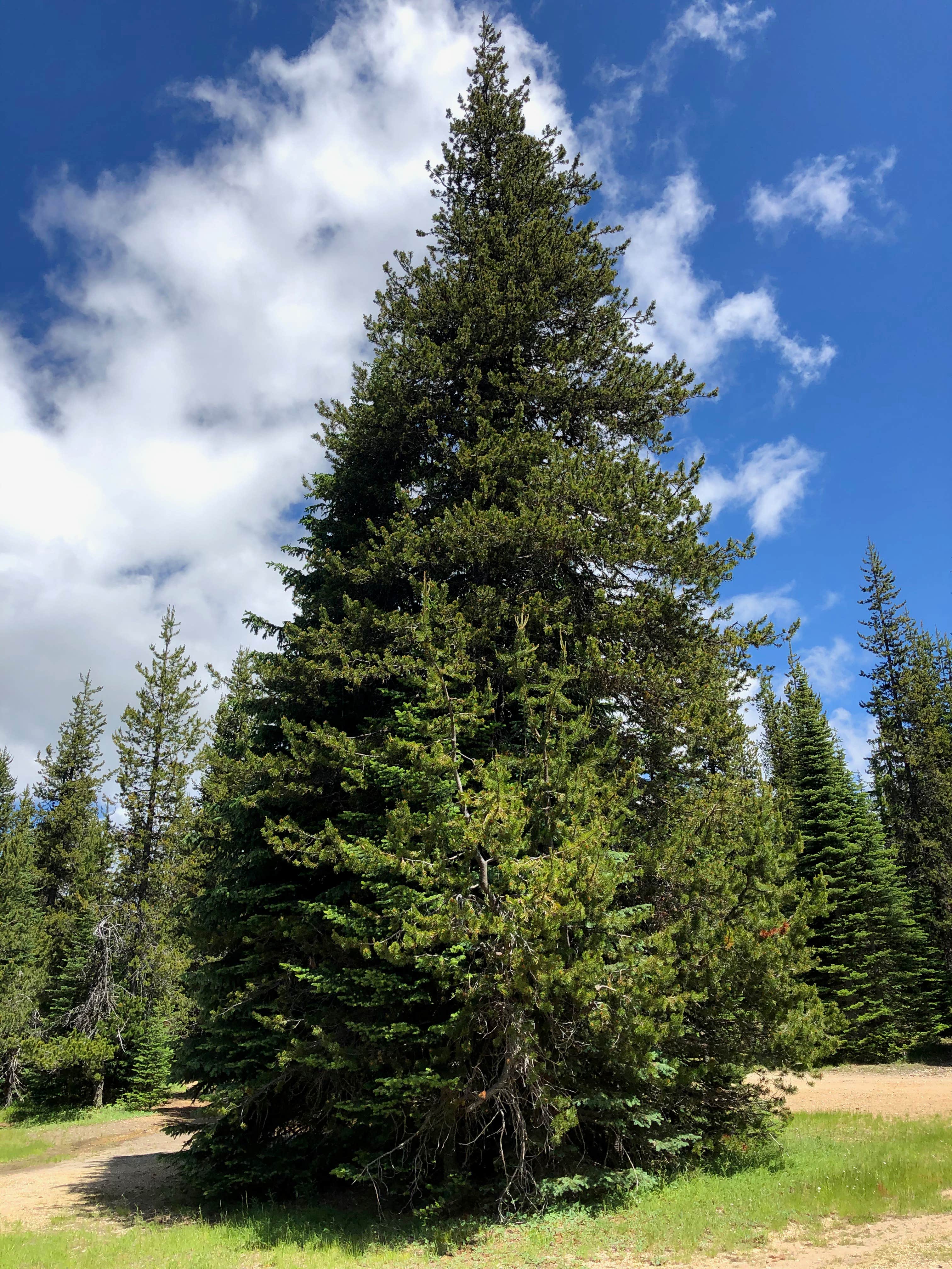 Camper-submitted photo at Keenes Horse Campground near Gifford Pinchot National Forest