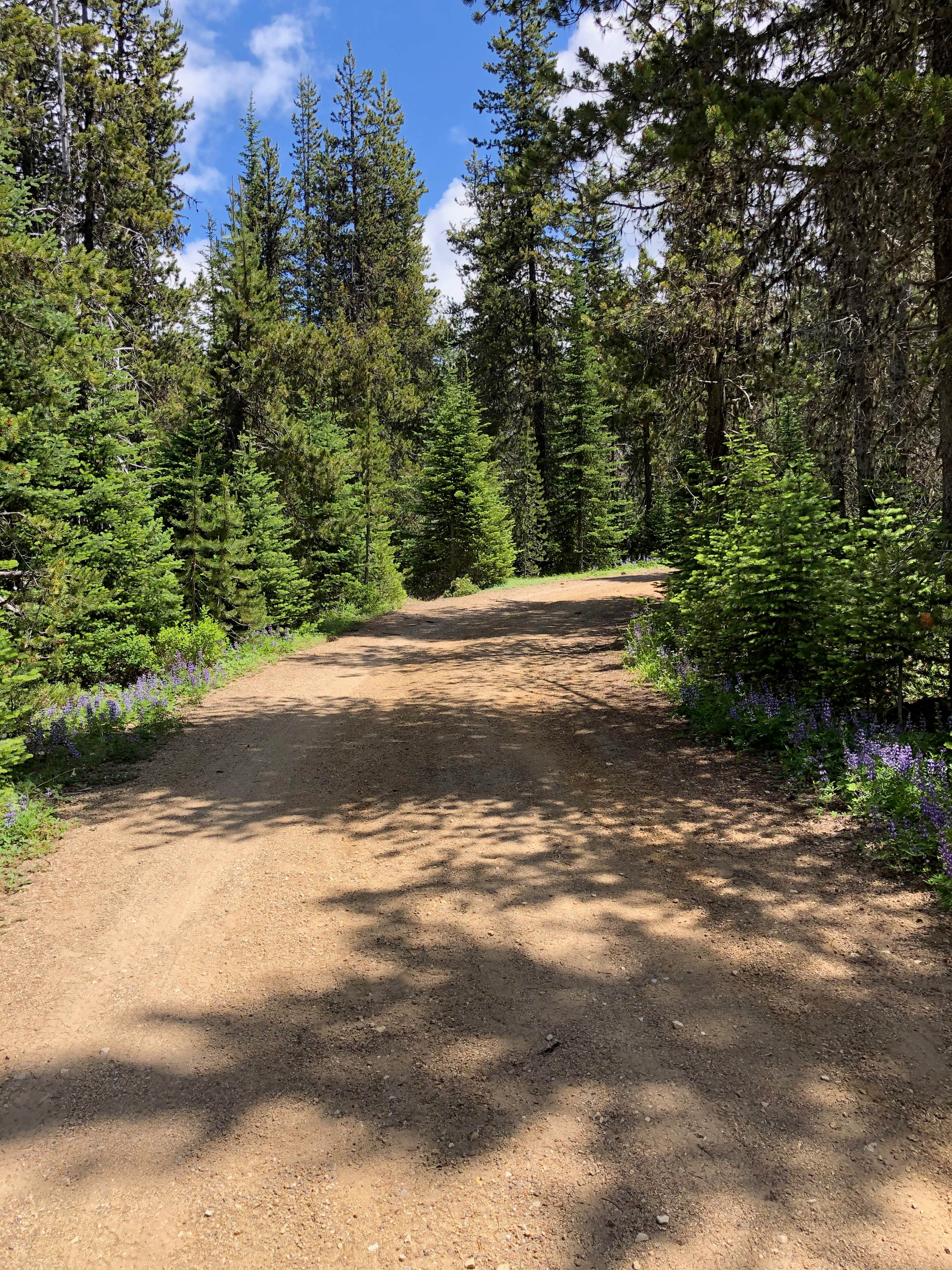 Camper-submitted photo at Keenes Horse Campground near Gifford Pinchot National Forest