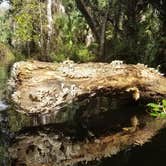 Review photo of Wekiwa Springs State Park Campground by Timothy B., October 28, 2020