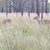 Review photo of Wekiwa Springs State Park Campground by Timothy B., October 28, 2020