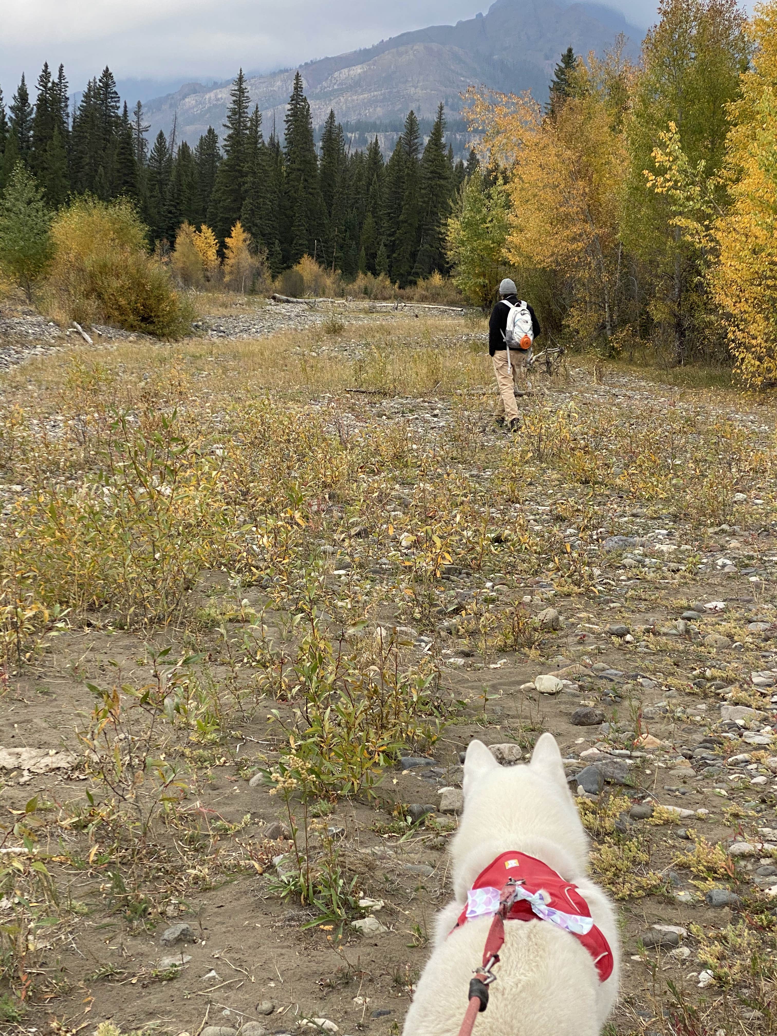 Jade G.'s photo of camping with pets at Lily Lake - TEMPORARILY CLOSED near Cody, WY