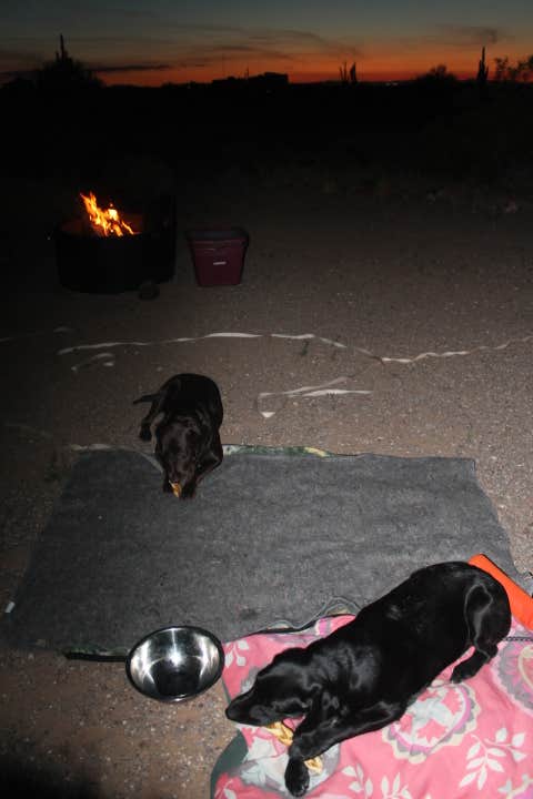 Jeannie B.'s photo of camping with pets at Gilbert Ray Campground in Arizona