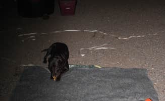 Jeannie B.'s photo of camping with pets at Gilbert Ray Campground near Catalina, AZ