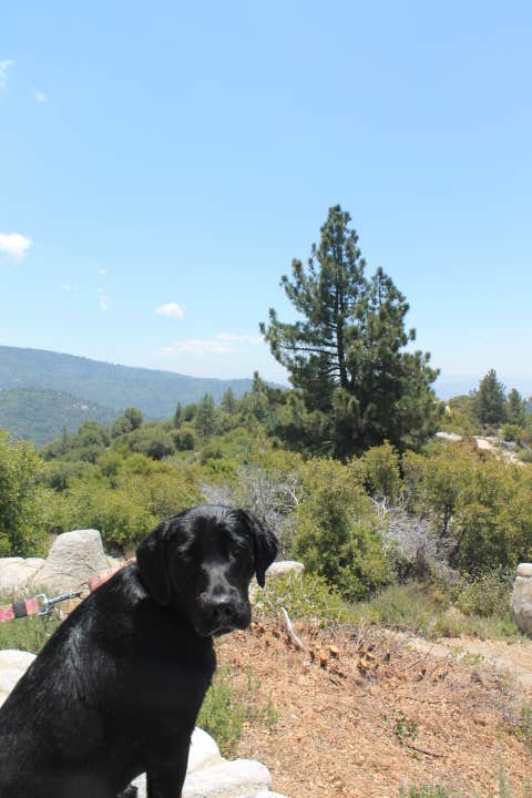 Jeannie B.'s photo of camping with pets at Idyllwild Campground — Mount San Jacinto State Park near Desert Hot Springs, CA