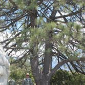 Review photo of Idyllwild Campground — Mount San Jacinto State Park by Jeannie B., October 29, 2020