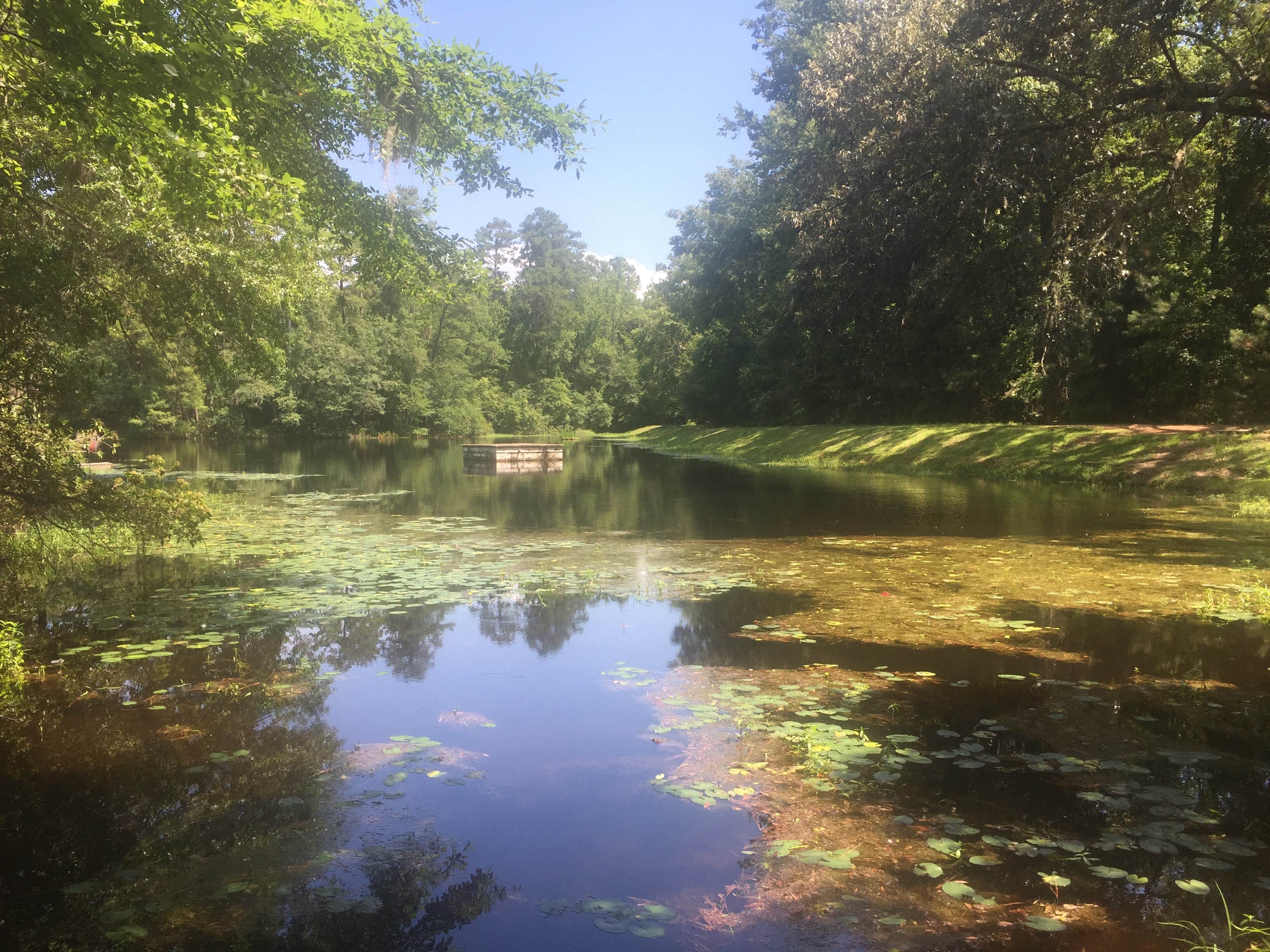 Camper submitted image from Poinsett State Park Campground - 4
