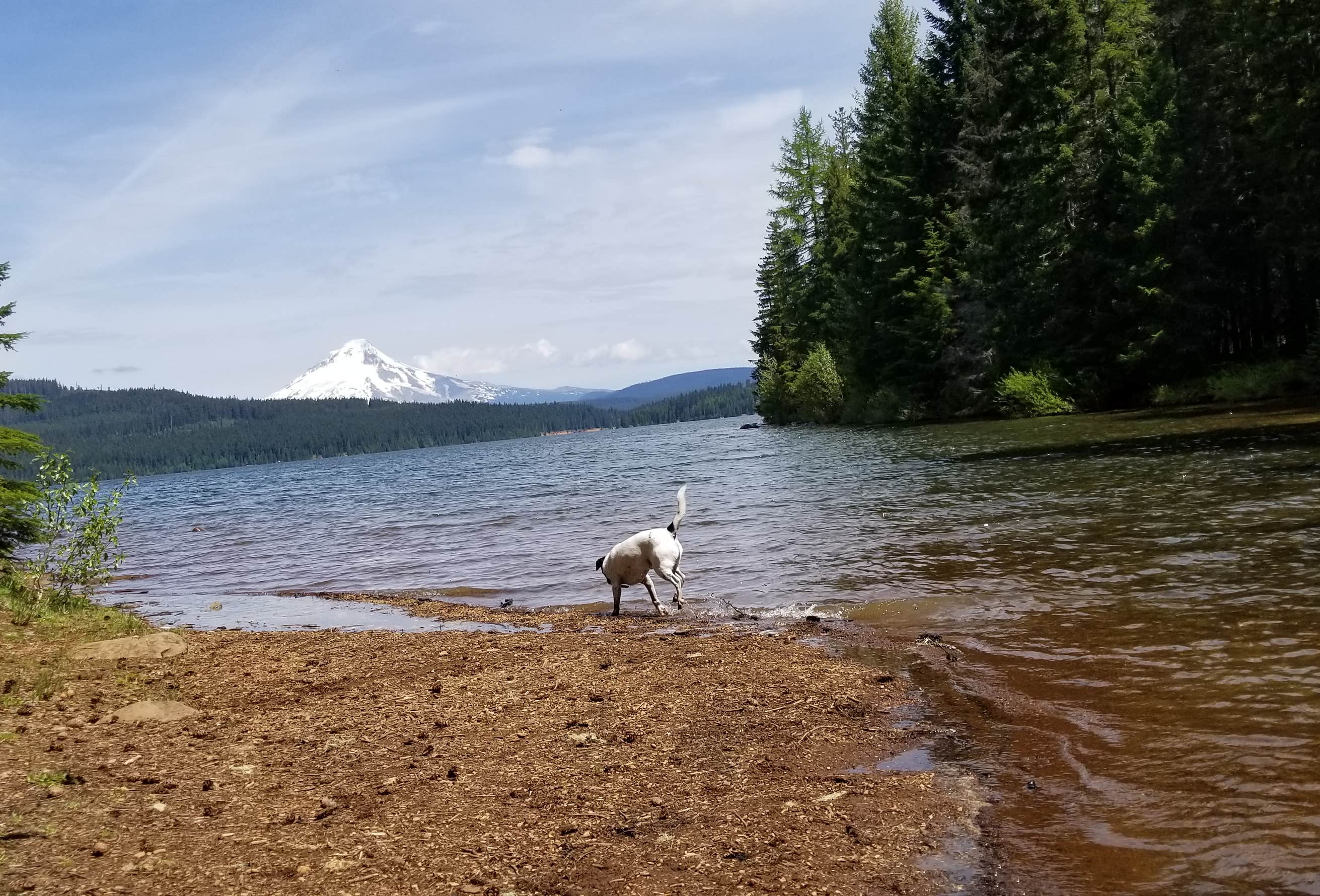 Meditation Point Campground | Mt. Hood National Forest, Oregon