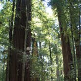 Review photo of Lower Blooms Creek — Big Basin Redwoods State Park — CAMPGROUND CLOSED by Jeannie B., October 29, 2020