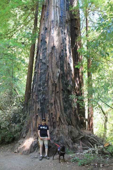 Jeannie B.'s photo of camping with pets at Lower Blooms Creek — Big Basin Redwoods State Park — CAMPGROUND CLOSED near Santa Cruz, CA