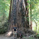 Review photo of Lower Blooms Creek — Big Basin Redwoods State Park — CAMPGROUND CLOSED by Jeannie B., October 29, 2020