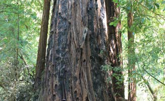 Jeannie B.'s photo of camping with pets at Lower Blooms Creek — Big Basin Redwoods State Park — CAMPGROUND CLOSED near San Jose, CA