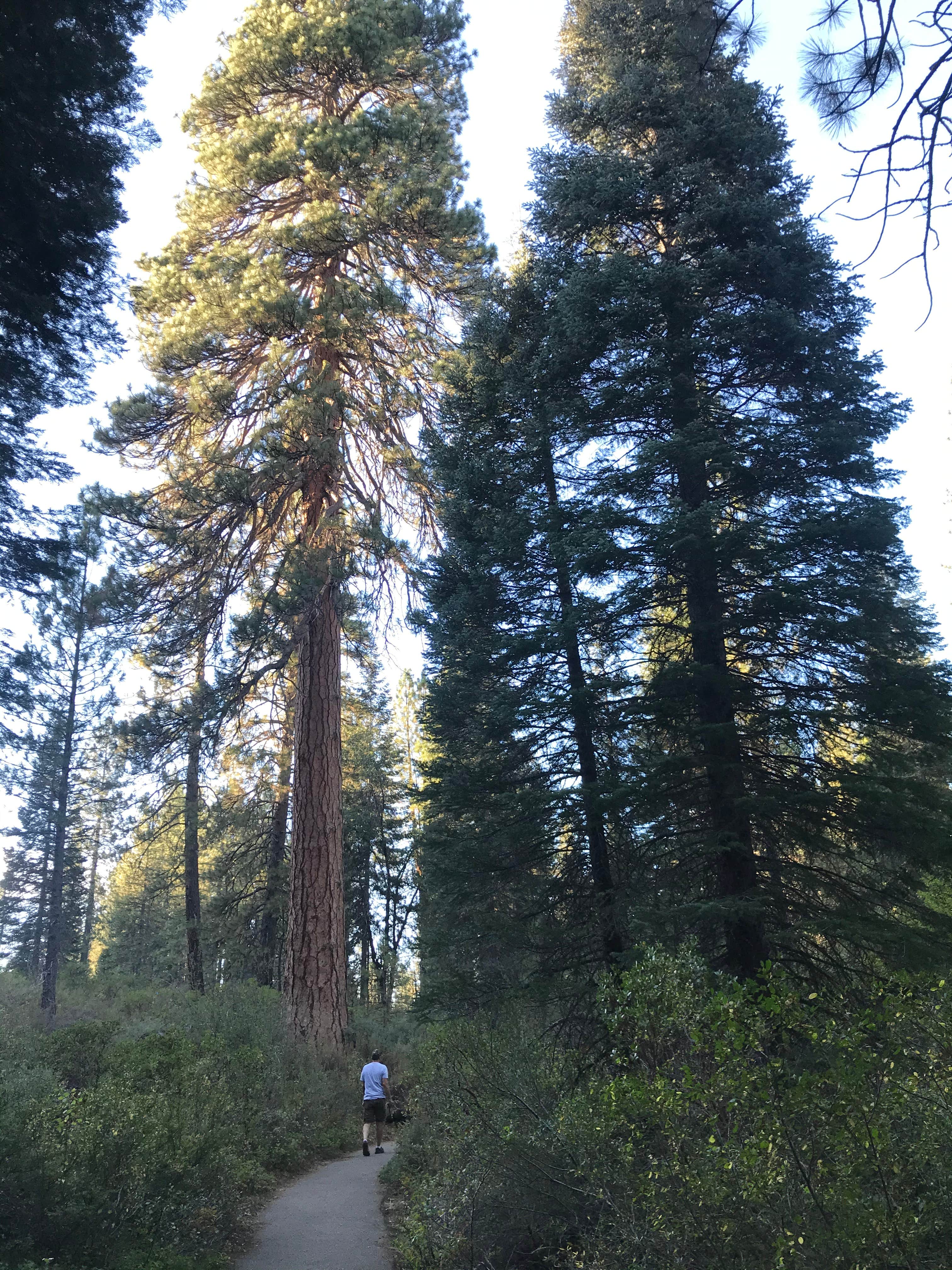 Escape to Fowlers Campground: Your Northern California Adventure Awaits!