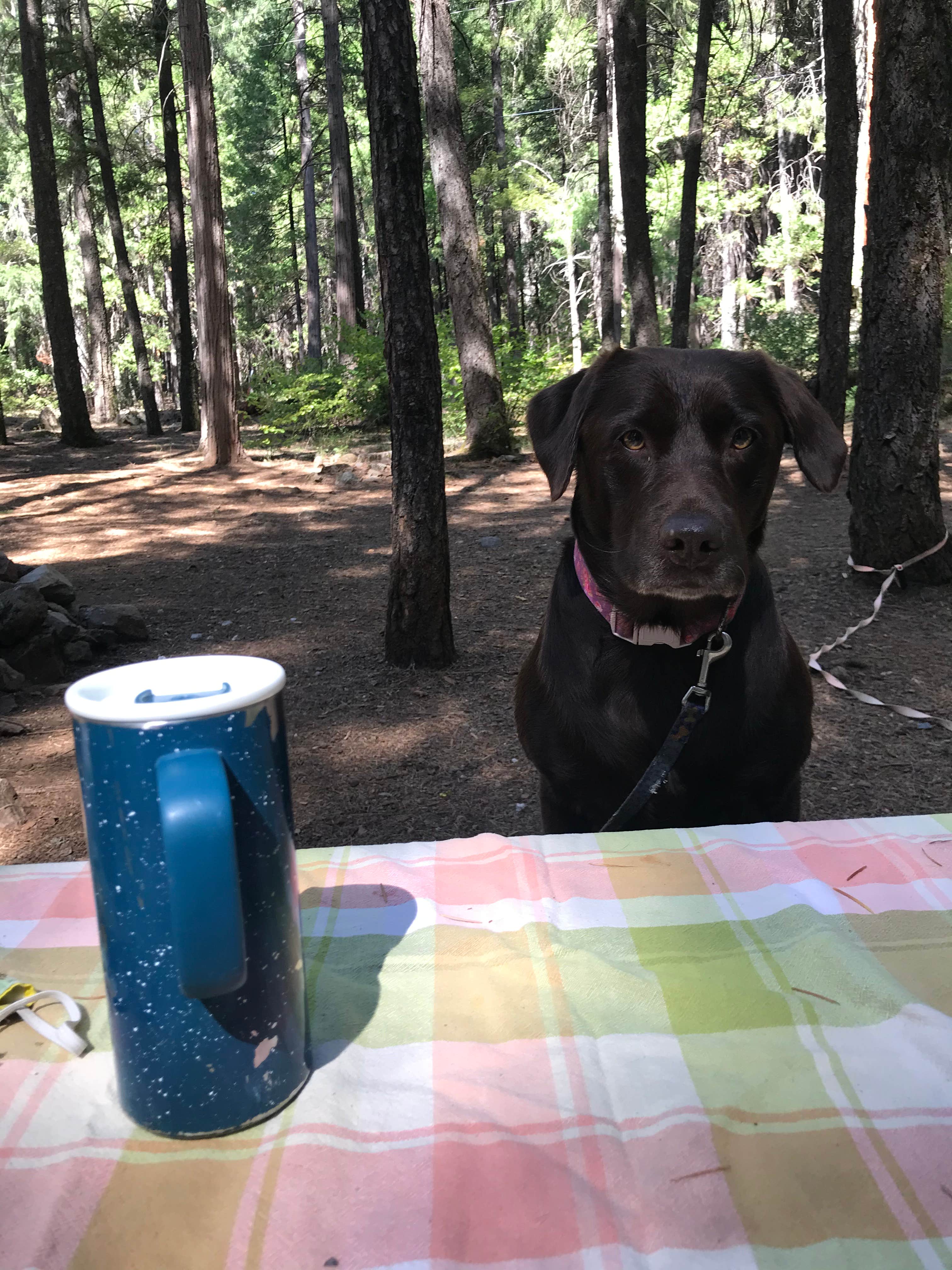 Jeannie B.'s photo of camping with pets at Jubilee Railroad Wilderness Lodge & Campground was Railroad Park Resort near Mount Shasta, CA