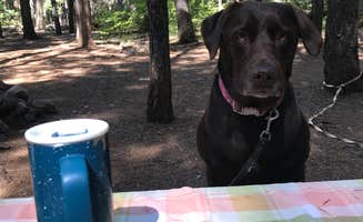 Jeannie B.'s photo of camping with pets at Jubilee Railroad Wilderness Lodge & Campground was Railroad Park Resort near Klamath National Forest