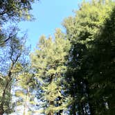 Review photo of Giant Redwoods RV & Cabin Destination by David M., October 29, 2020