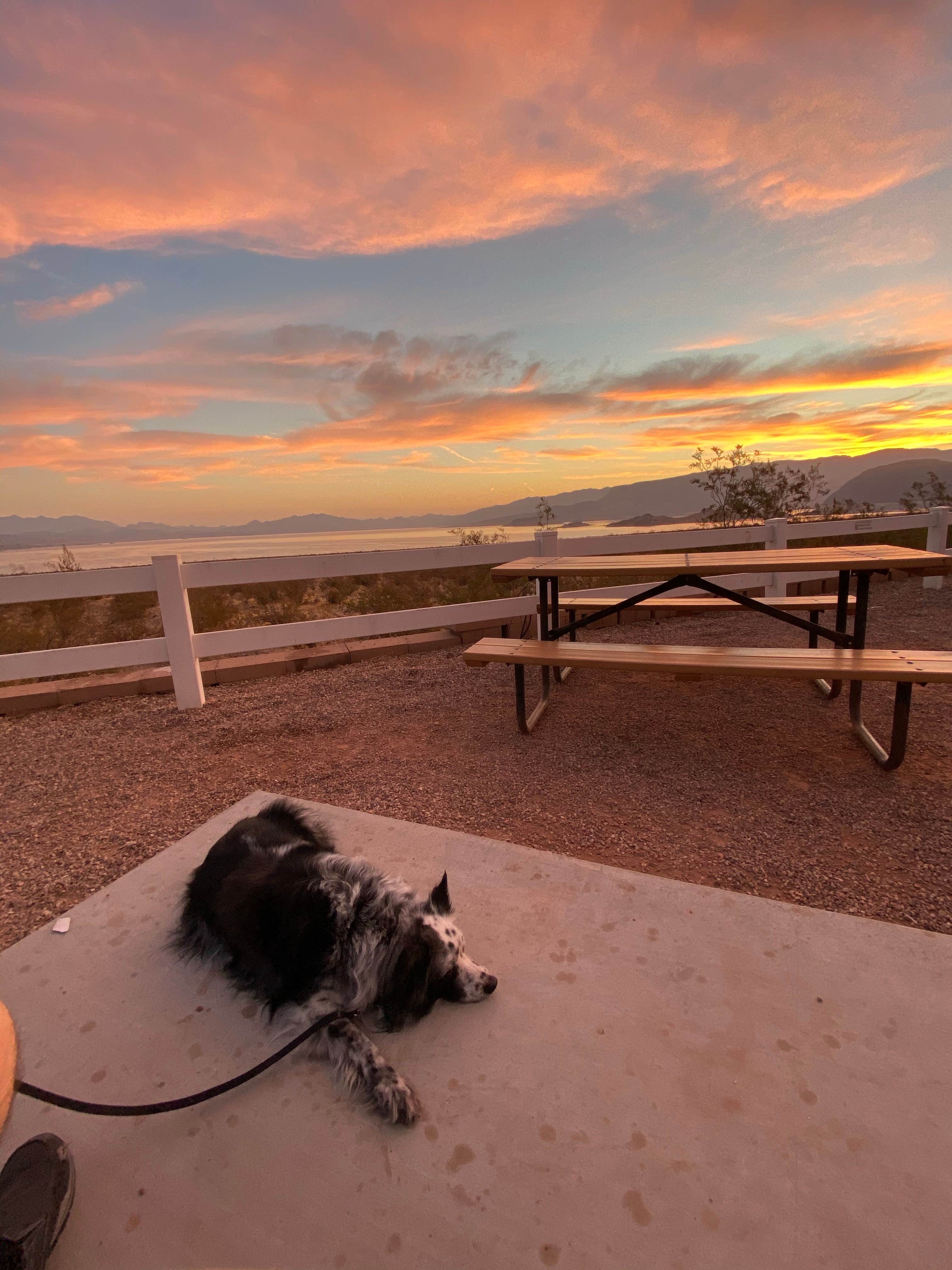Elaine V.'s photo of camping with pets at Boulder Beach Campground — Lake Mead National Recreation Area near Lake Mead National Recreation Area