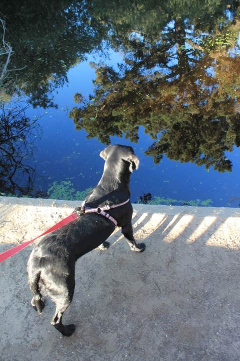 Jeannie B.'s photo of camping with pets at Oceano Campground — Pismo State Beach in California