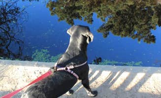 Jeannie B.'s photo of camping with pets at Oceano Campground — Pismo State Beach near Santa Maria, CA