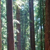 Review photo of Mill Creek Campground — Del Norte Coast Redwoods State Park by Jeannie B., October 30, 2020