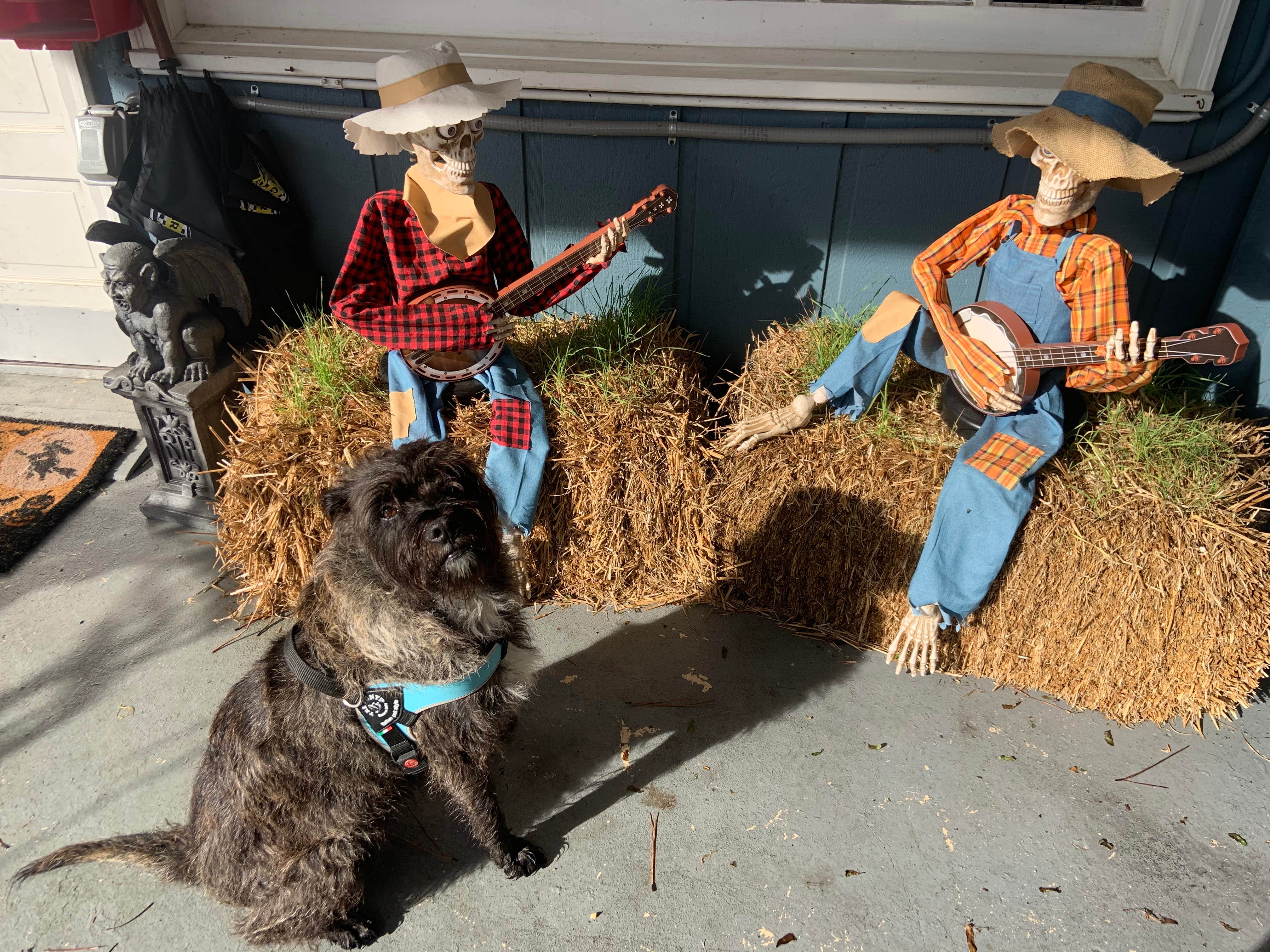 Taylor D.'s photo of camping with pets at Americamps RV Resort near Chester, VA
