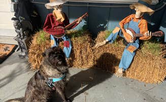 Taylor D.'s photo of camping with pets at Americamps RV Resort near Ruther Glen, VA