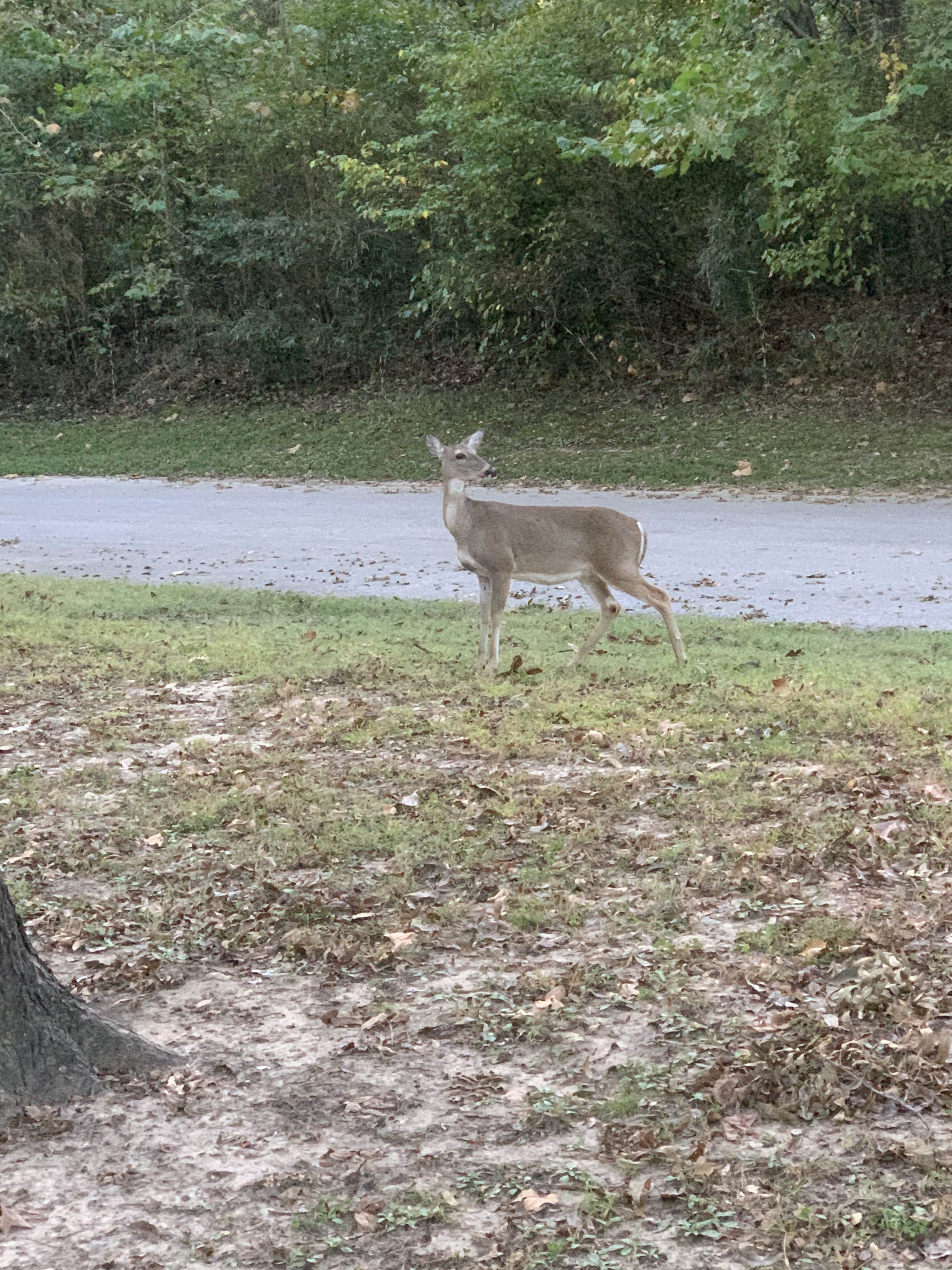 Camper submitted image from Cherokee Area — Grand Lake State Park - 3