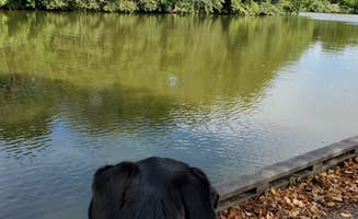 Scott H.'s photo of camping with pets at Miami Whitewater Forest Campground near Patriot, IN